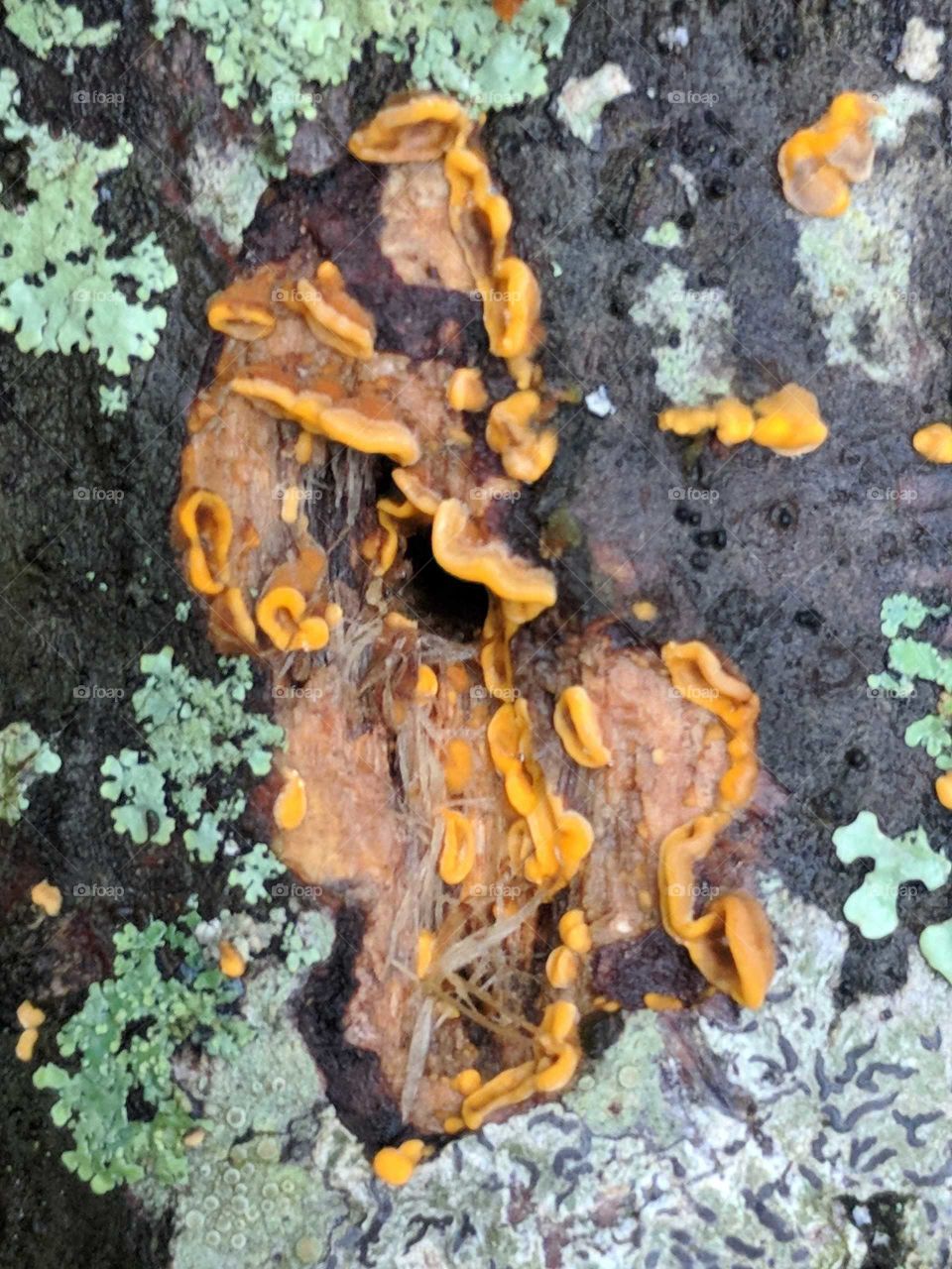 Fungus