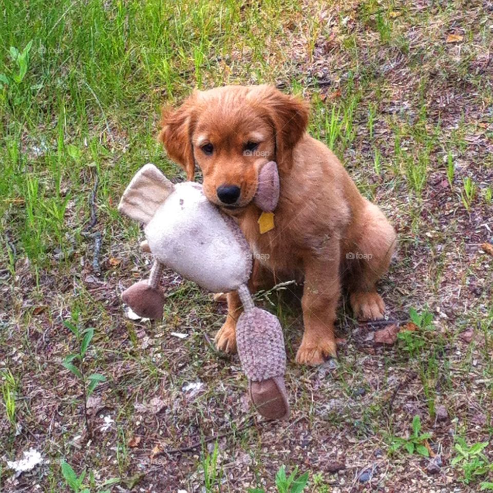 Me and my toy duck. Puppy retriever with toy duck