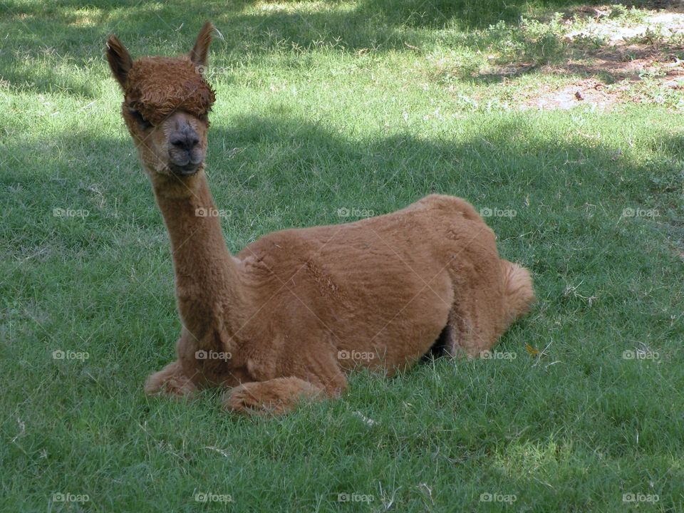 A alpaca resting on grass