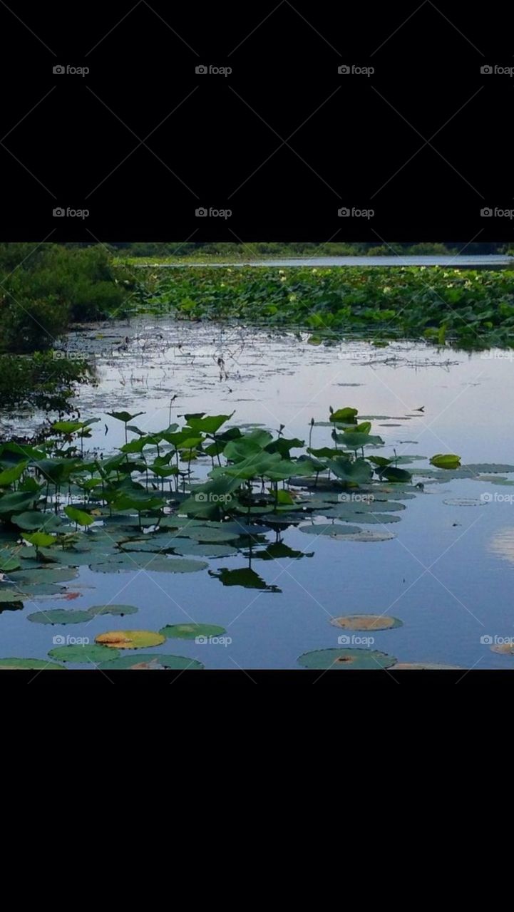 water lily pads wichita mountain wildlife refuge by gingersleetsnow