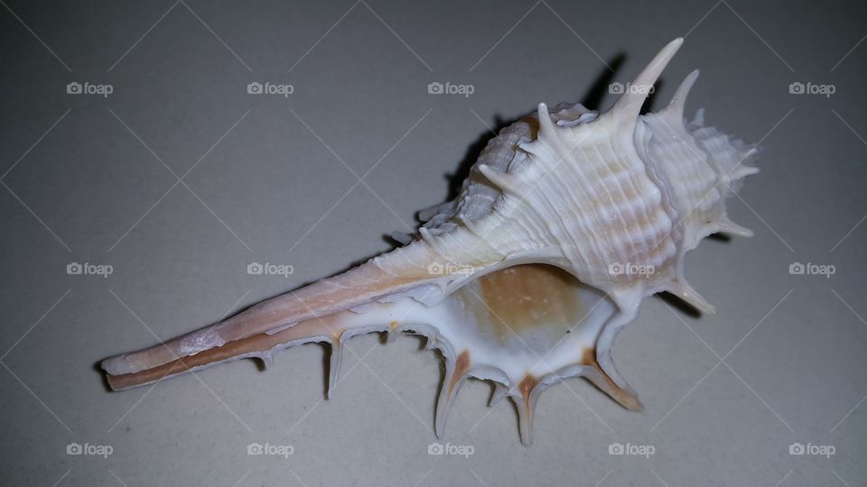 Sea Shell