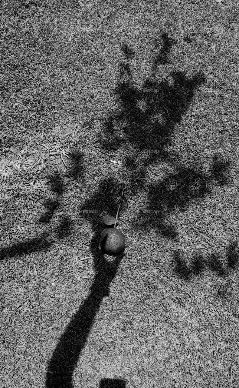 shadow captured