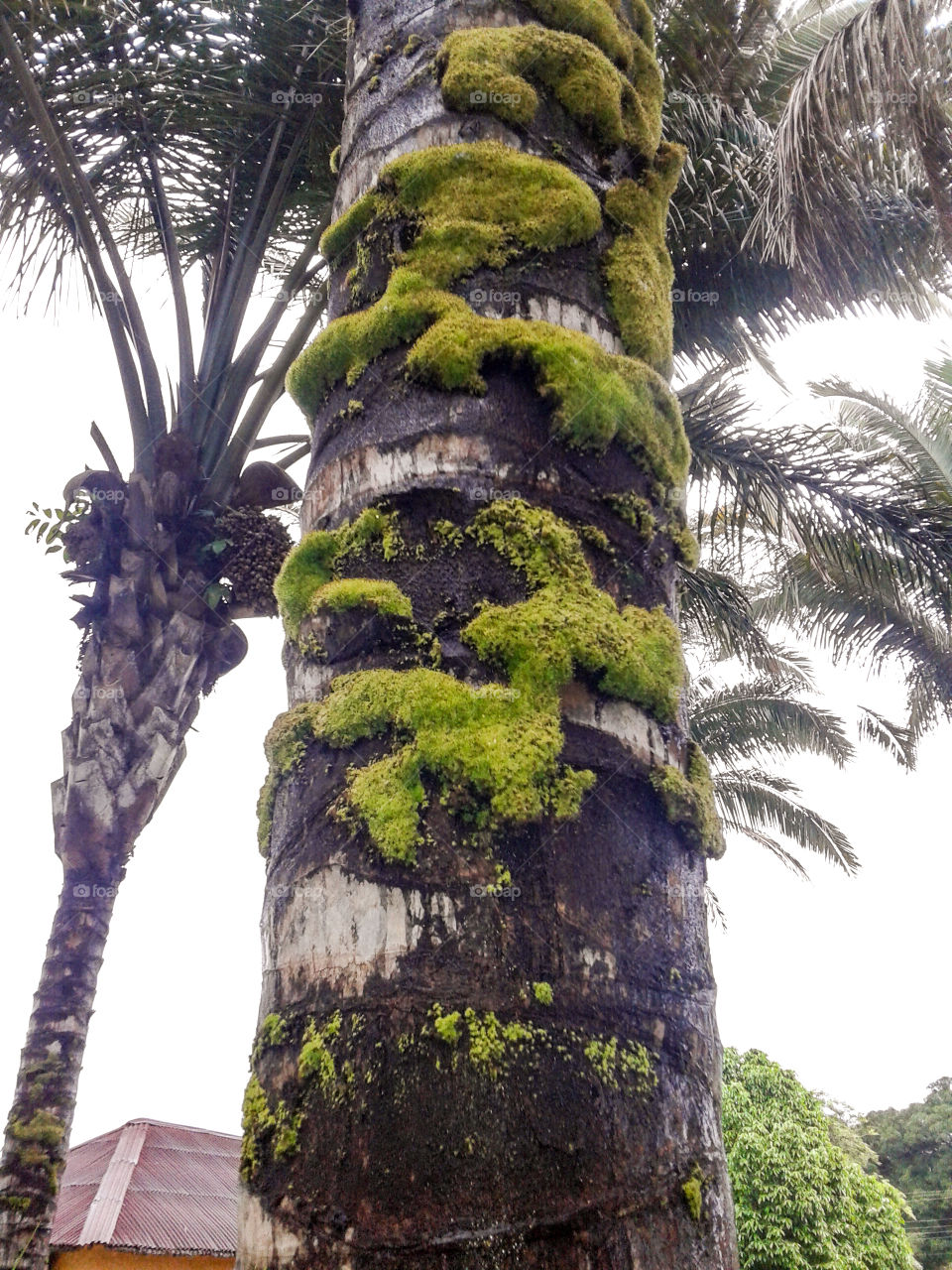 palmeira com musgo