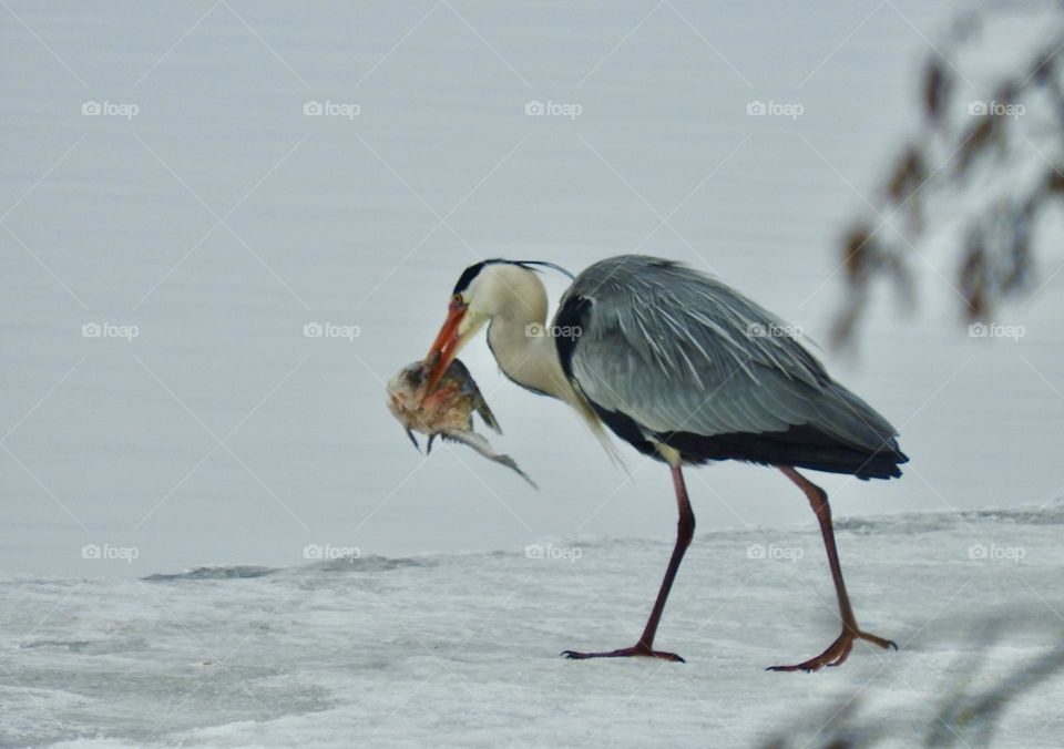 gray heron with fish