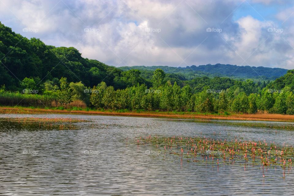 lake and forest