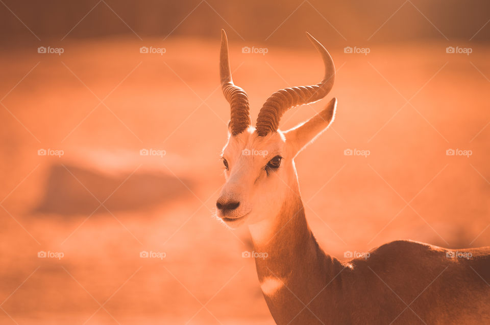 Portrait of a gazelle looking straight into the camera.
