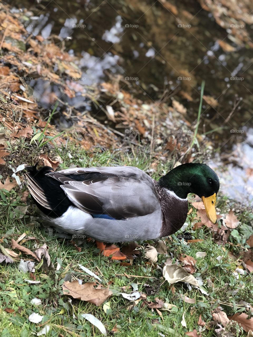 Mallard duck near a pond