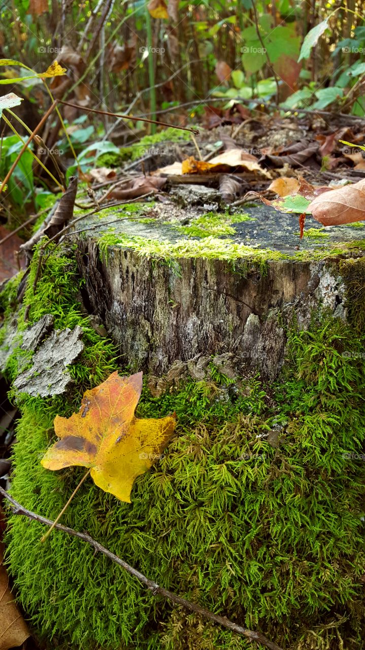 Close-up of tree trunk