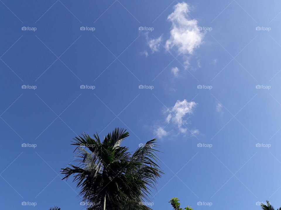 Coconut tree leaf blue sky with white cloud.