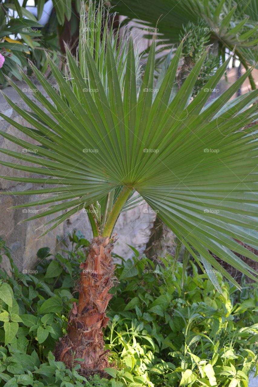 palmtree