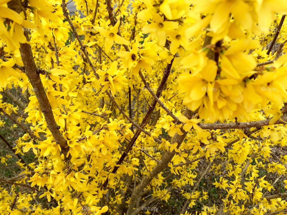 Forsythia 