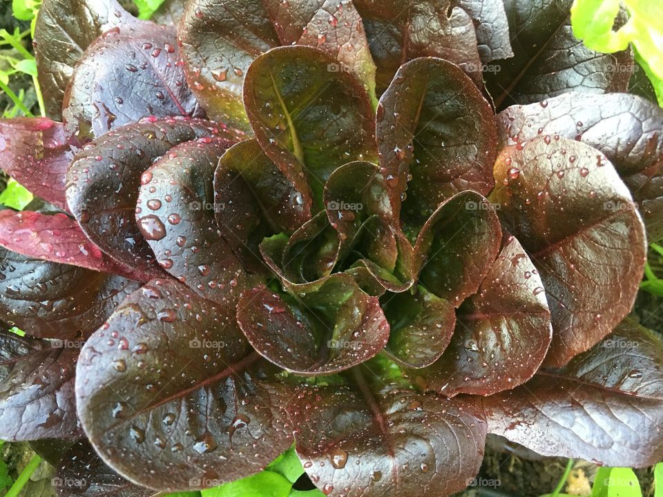 Red lettuce with water drops 