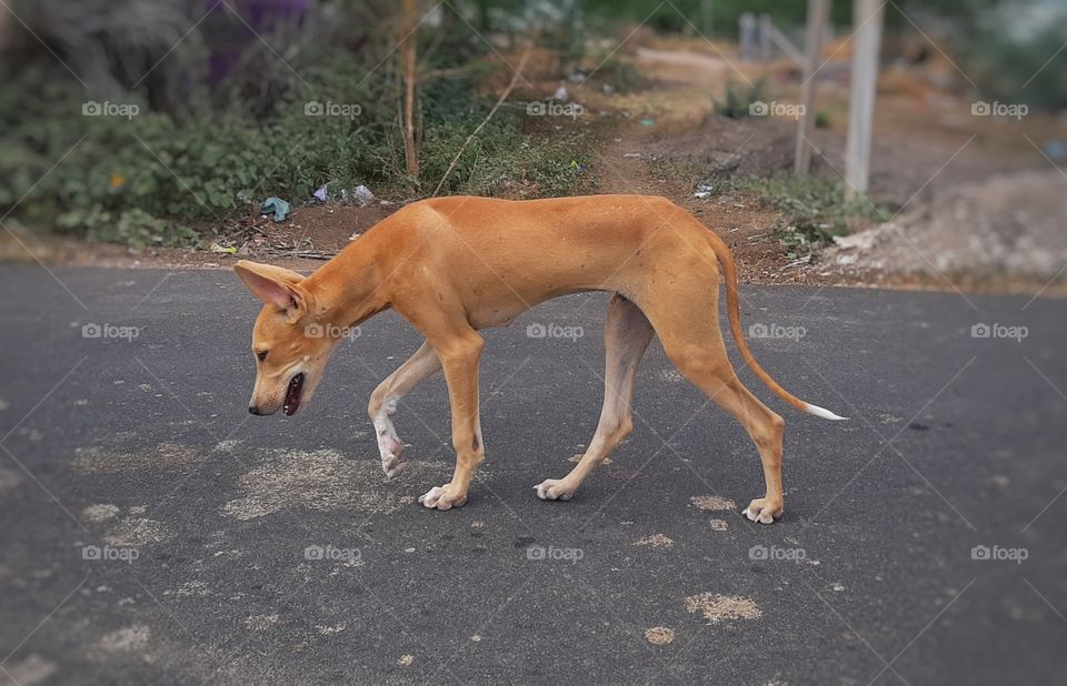 THE DOG WALKING ON THE ROAD