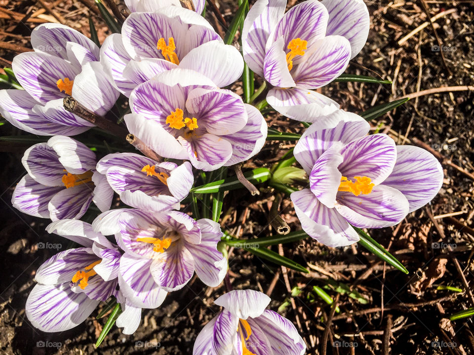 Close-up of striped crocus