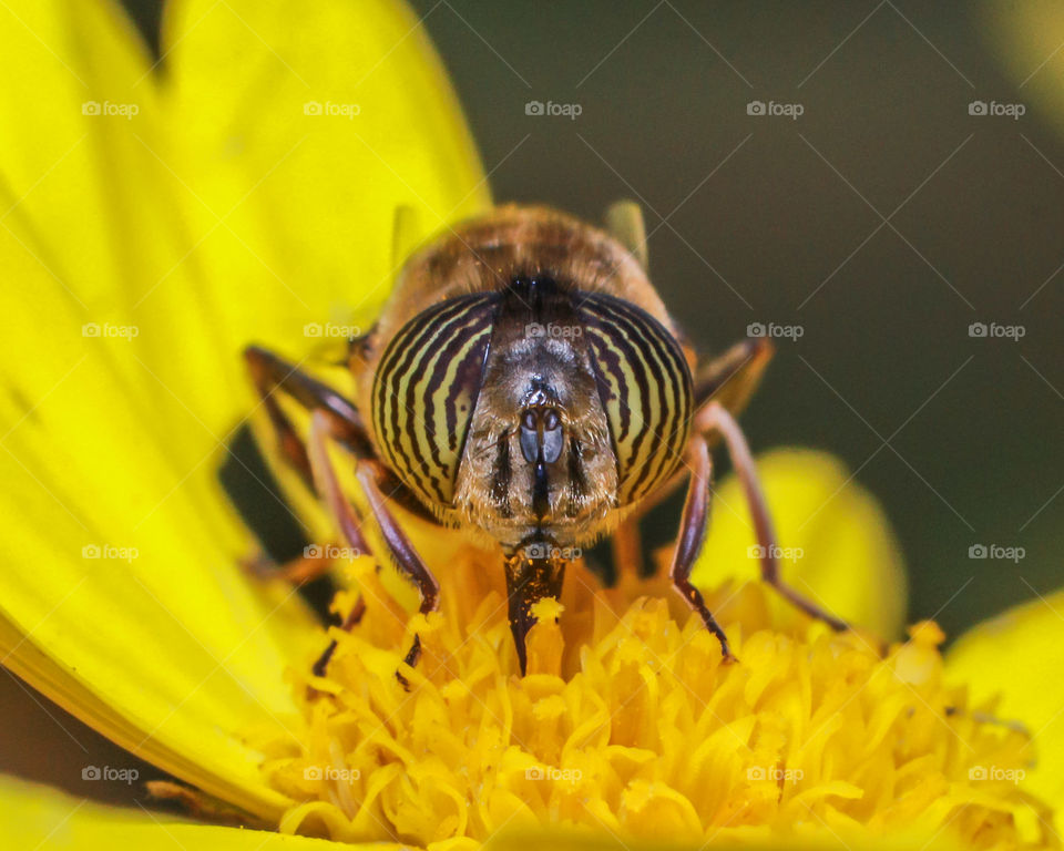 Tiger bee - zebra eyes collecting nectar from a yellow flower