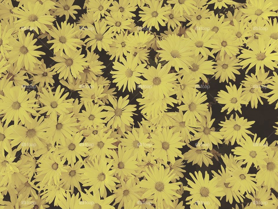 Yellow flower spread