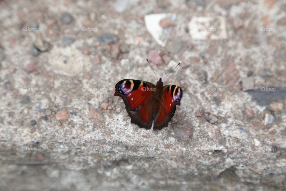 One Beautiful simple butterfly on a stone surface
