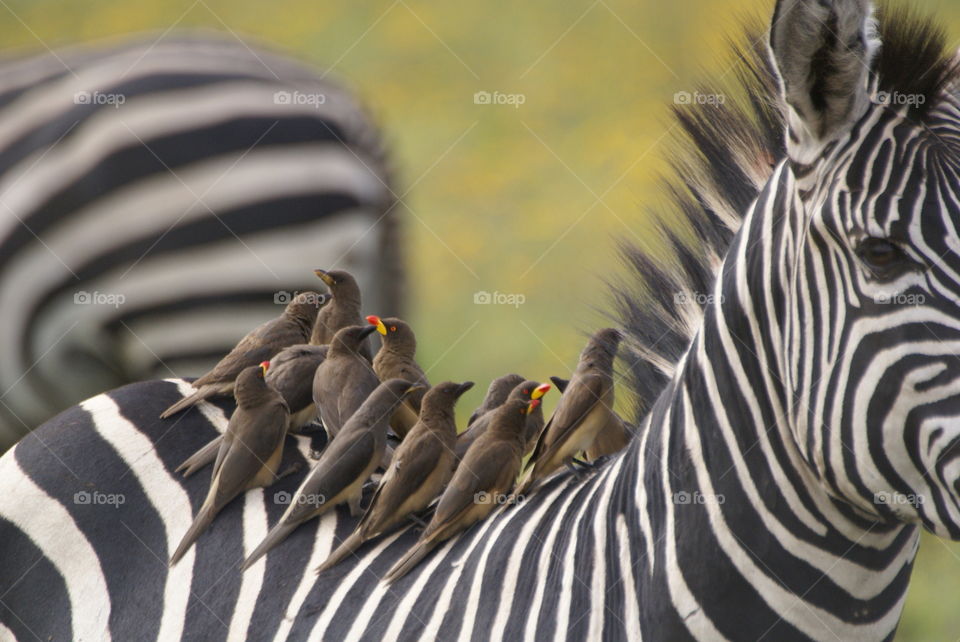 Red-billed woodpeckers on zebra