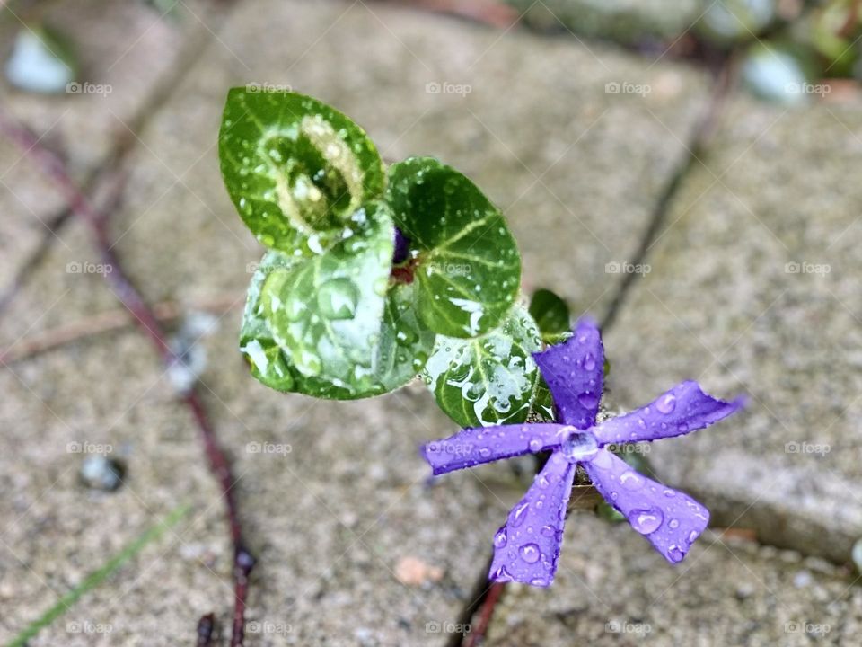 Frühling