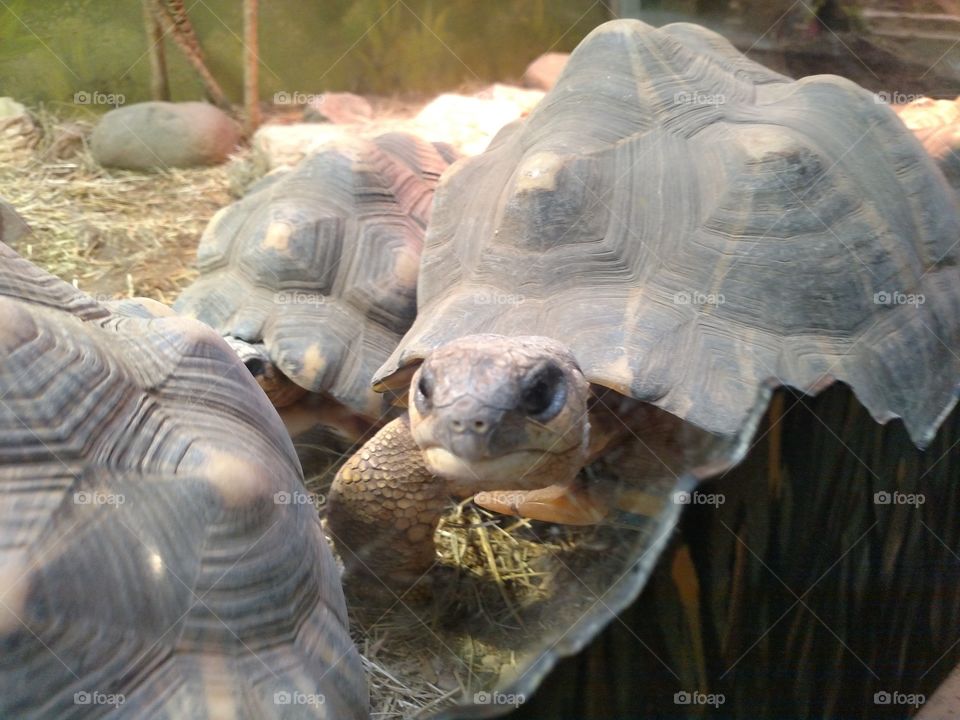 Turtle, Tortoise, Reptile, Slow, Shell