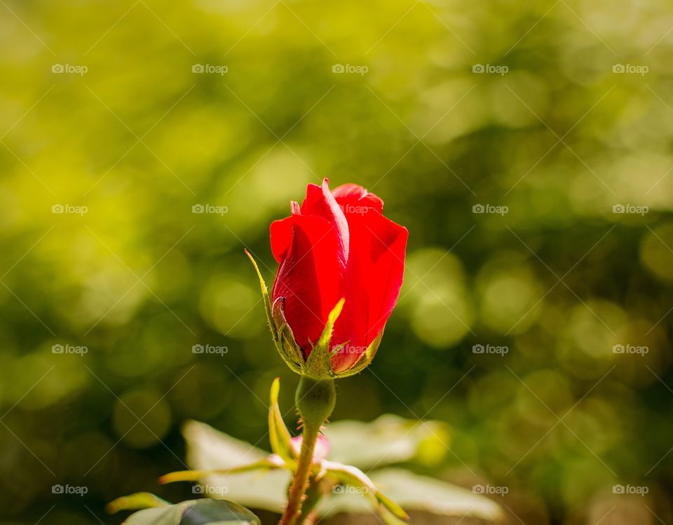 Single red rose 🌹