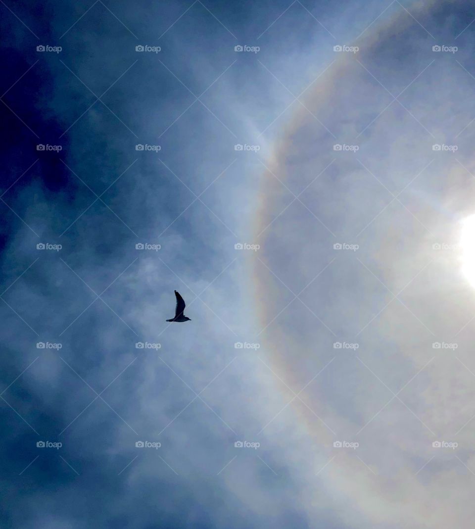 Colorful sun halo creates unreal sky with seagull silhouette in flight 