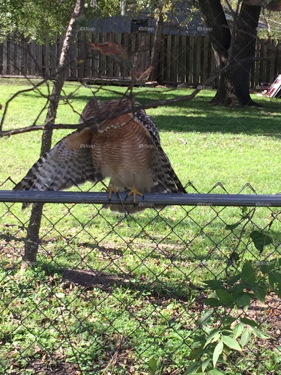Hawk in my garden