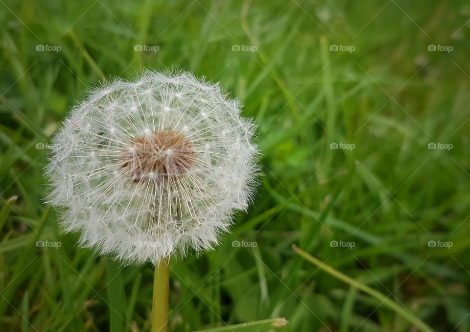 Dandelion make a wish