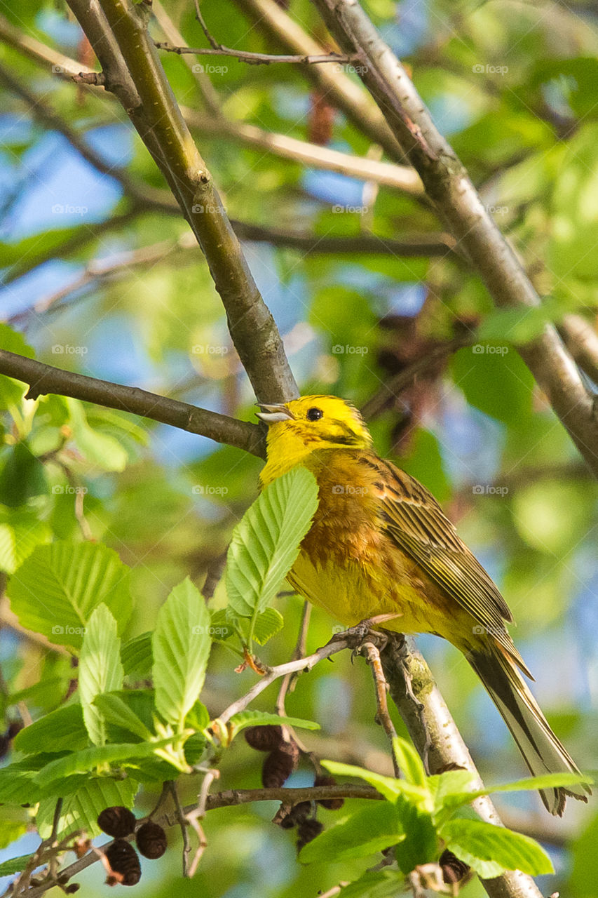 Nature, No Person, Bird, Tree, Wildlife