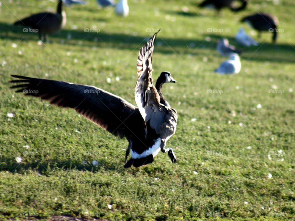 Canada goose