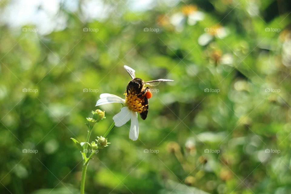 Bee