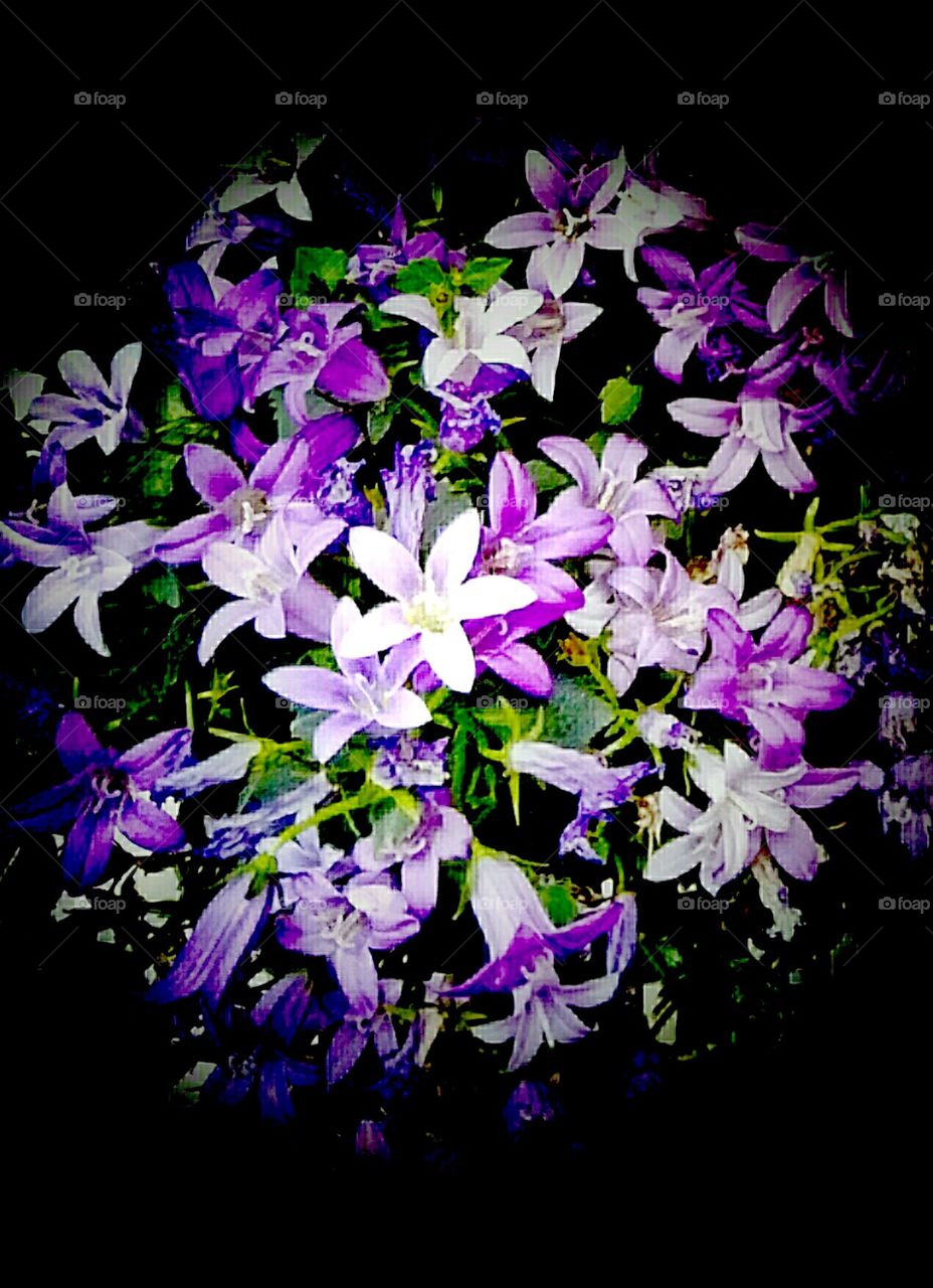 Flora, Nature, Flower, Floral, Lilac