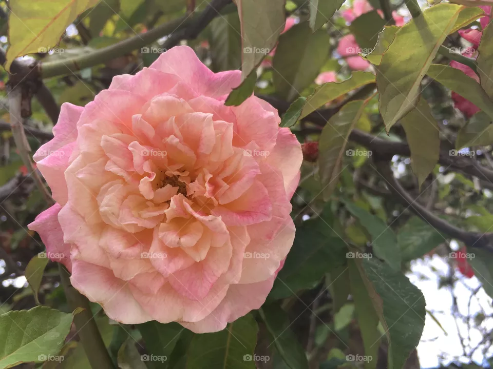 Flor