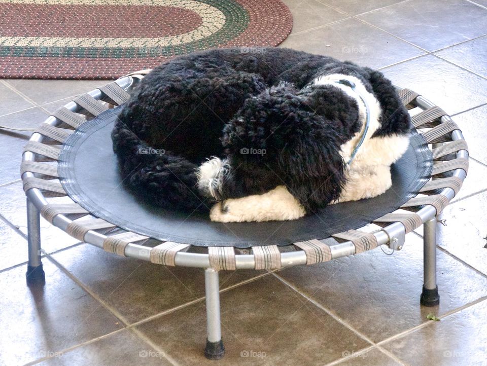 A dog yes on his personal trampoline.