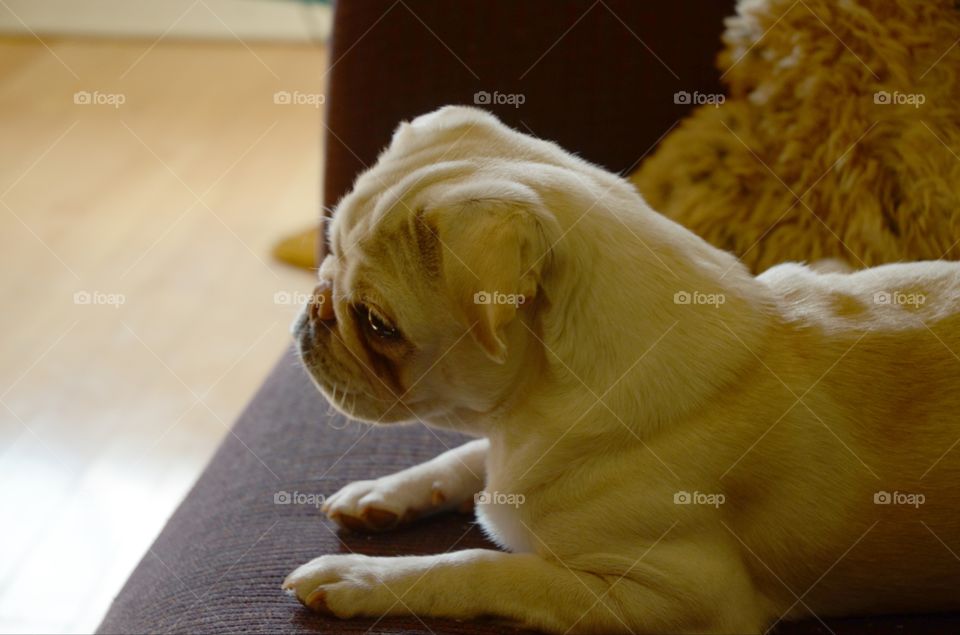 An adorable puppy pug enjoys a relaxing day on the couch.