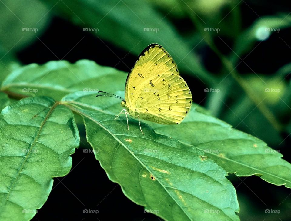 Butterfly photography- yellow wings