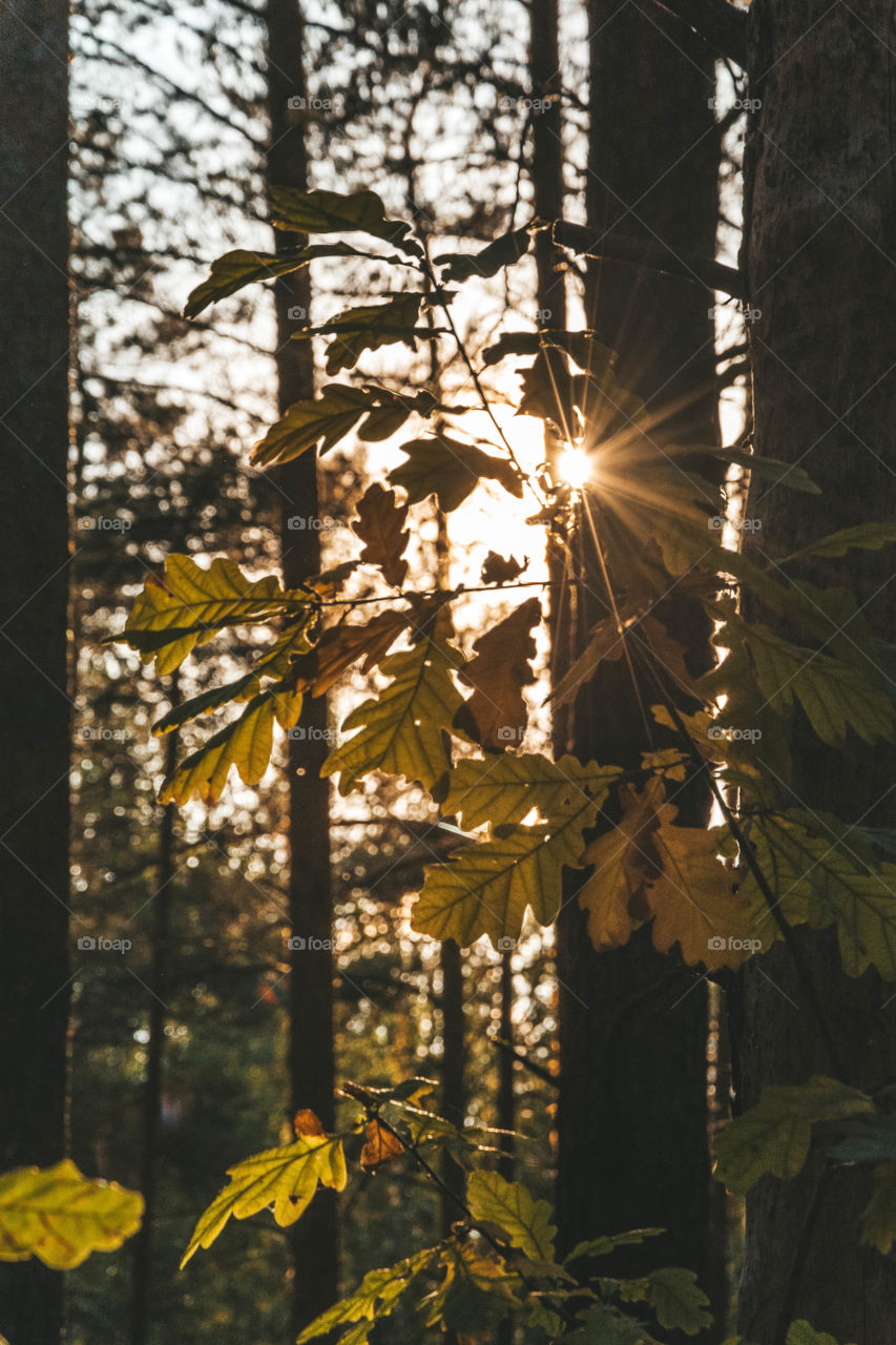 oak leaves with sunbeams