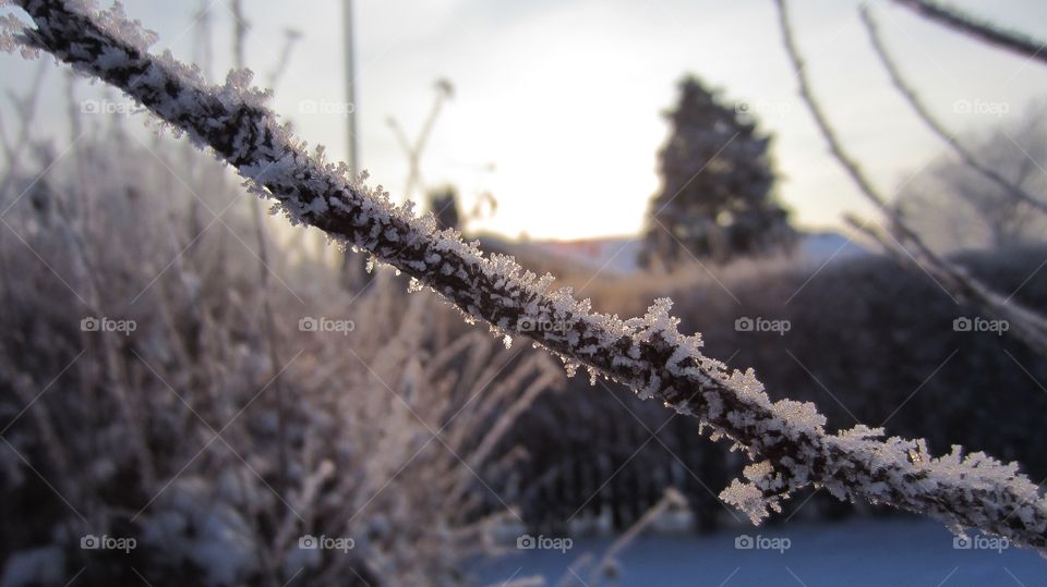 Frost