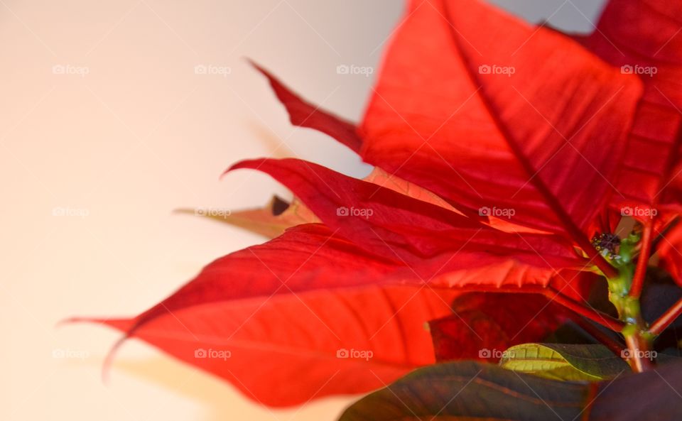 Red poinsettia