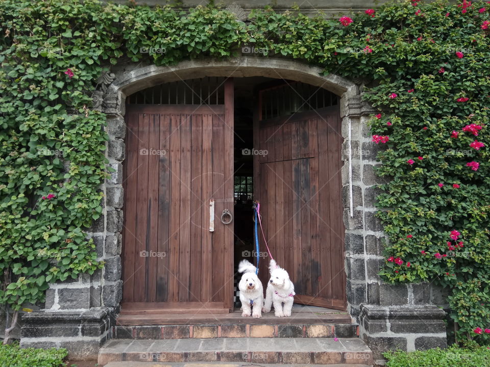 doors and dogs