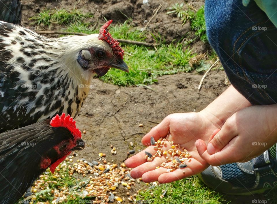 Feeding Chickens
