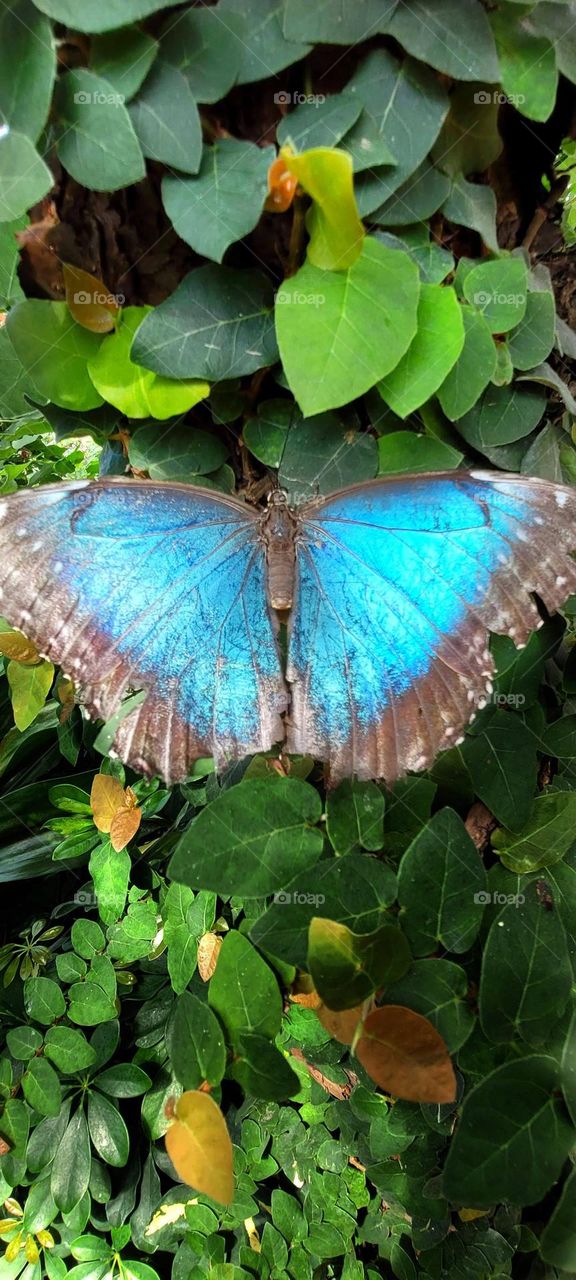 blue moth