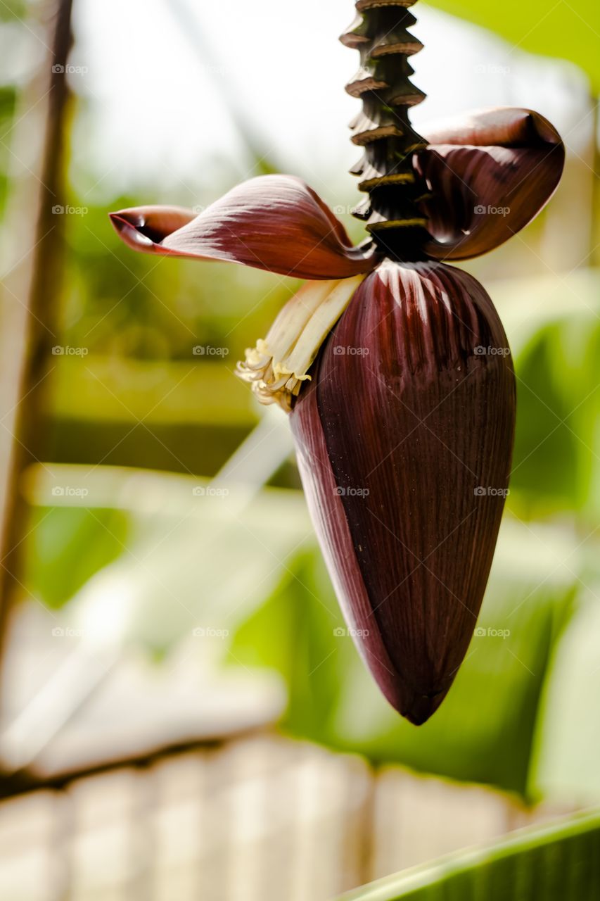 Flor de banana 