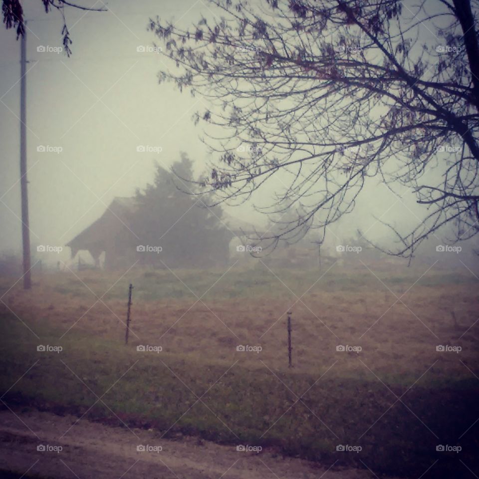 foggy fields