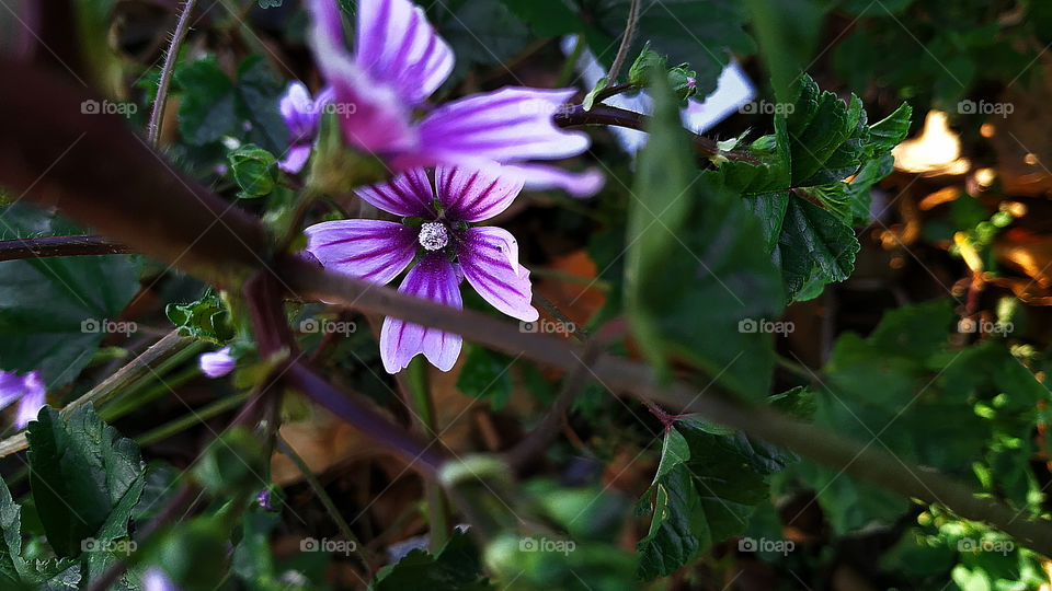 flowers