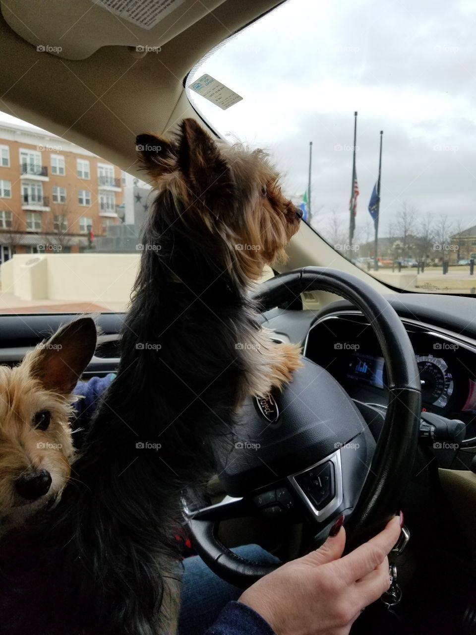Just a dog driving a car