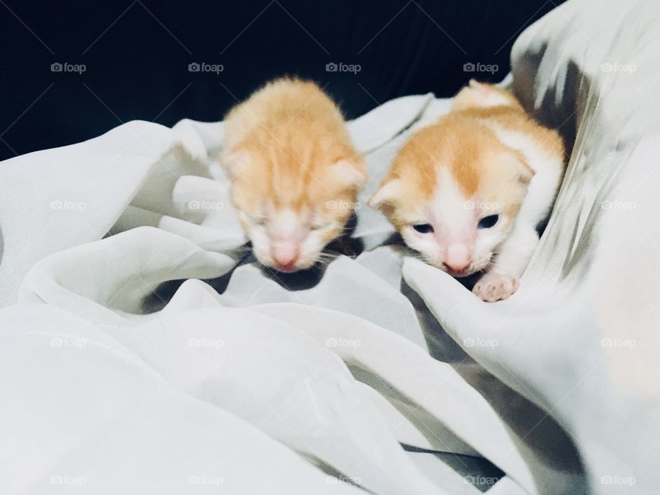 Kittens 🐱