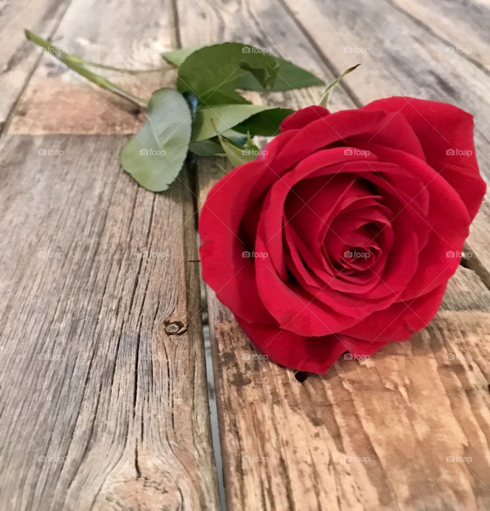 Single Rose on Wood