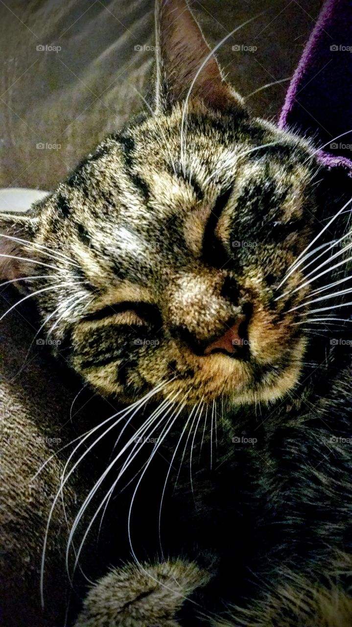 my cat GRADY, fur baby