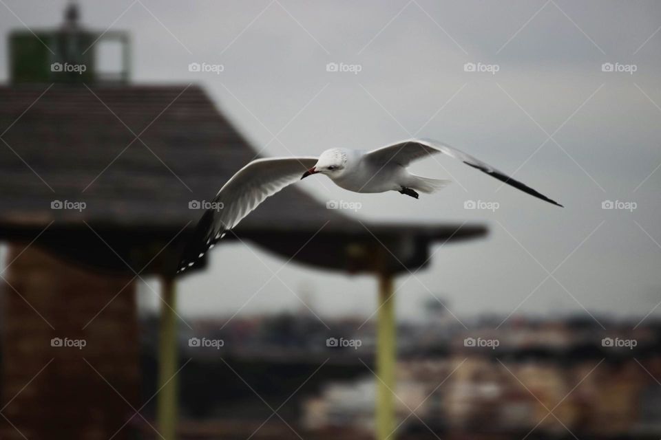 Seagull on the hunt